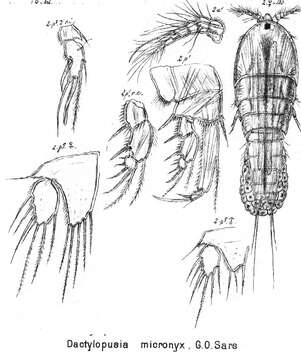 Image de Dactylopusia micronyx Sars G. O. 1905