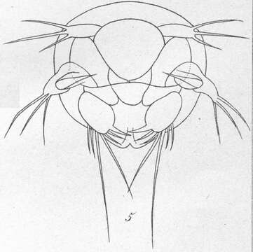 Image de Dactylopusia tisboides (Claus 1863)