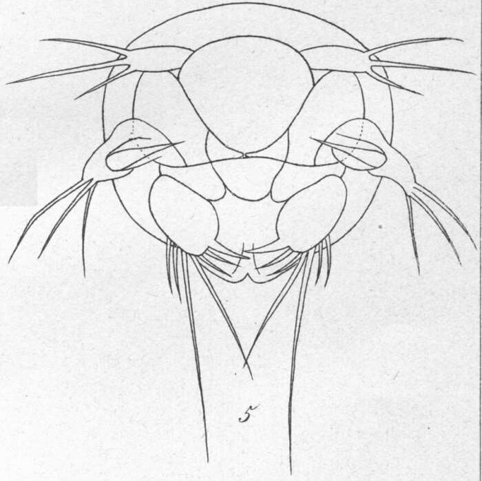 Image of Dactylopusia tisboides (Claus 1863)