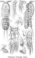 Image de Dactylopusia tisboides (Claus 1863)