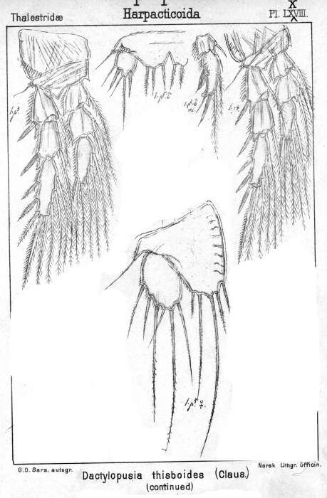 Image of Dactylopusia tisboides (Claus 1863)