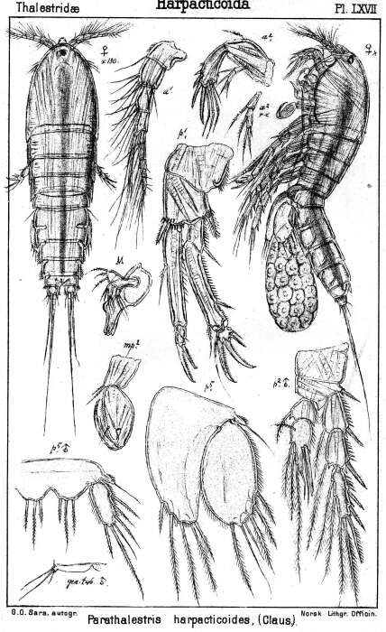 Image de Parathalestris harpactoides (Claus 1863)