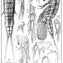 Image of Parathalestris hibernica (Brady & Robertson 1873)