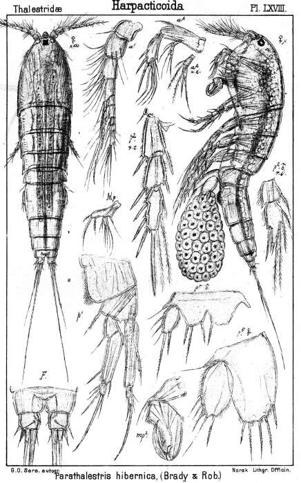 Image de Parathalestris hibernica (Brady & Robertson 1873)
