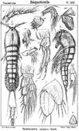 Image of Parathalestris jacksoni (Scott T. 1899)
