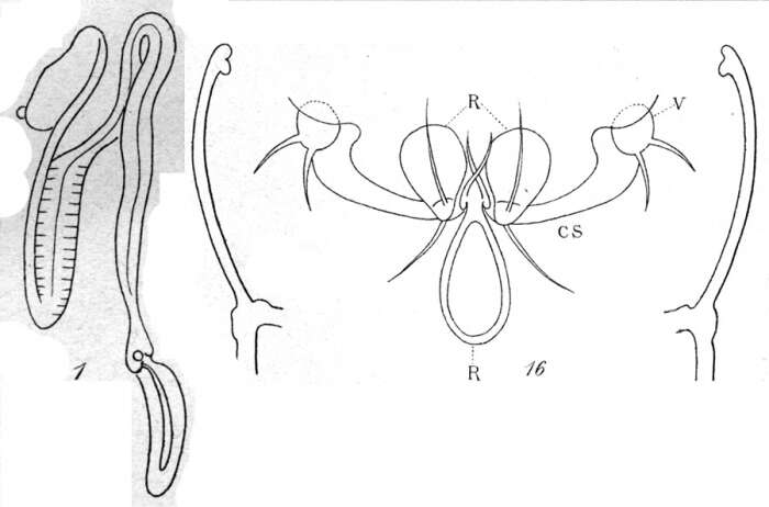 Image of Phyllothalestris mysis (Claus 1863)