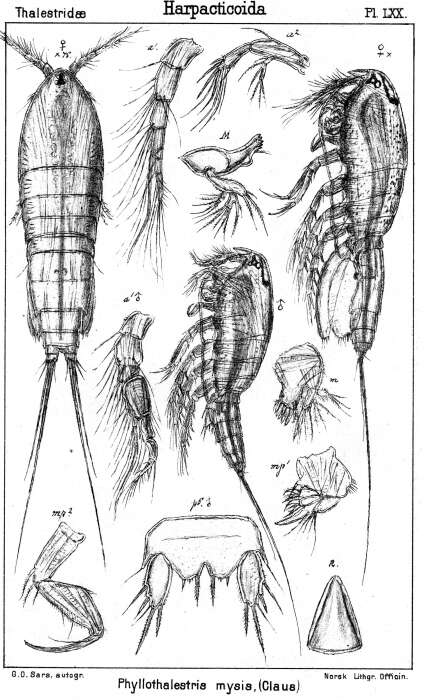 Image de Phyllothalestris mysis (Claus 1863)
