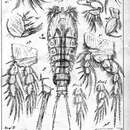 صورة Pseudotachidius coronatus Scott T. 1898