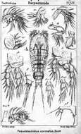 Image of Pseudotachidius coronatus Scott T. 1898
