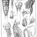Image de Thalestris purpurea Sars G. O. 1905