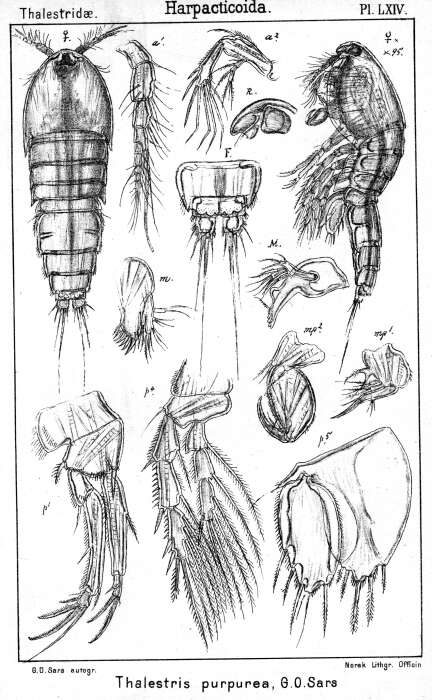 Image de Thalestris purpurea Sars G. O. 1905
