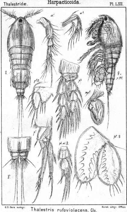Image de Thalestris rufoviolascens Claus 1866
