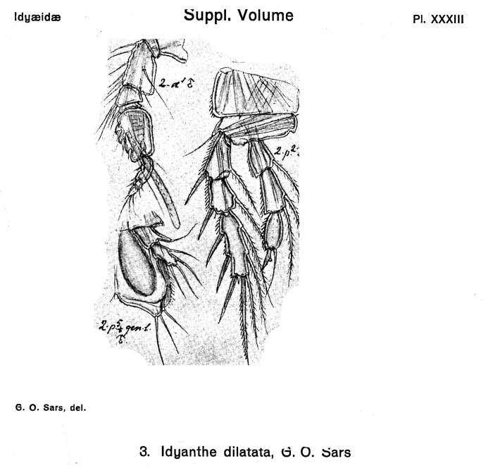 Image of Idyanthe dilatata (Sars G. O. 1905)