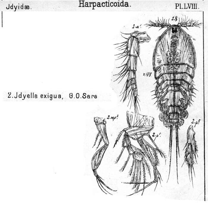 Image de Idyella exigua Sars G. O. 1905