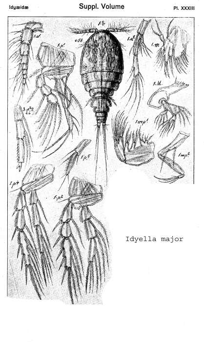 Image of Idyella major Sars G. O. 1920