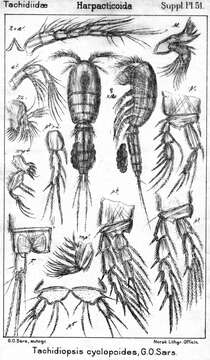 Image de Tachidiopsis Sars G. O. 1911