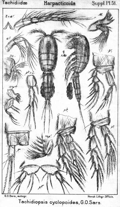 Image de Tachidiopsis cyclopoides Sars G. O. 1911