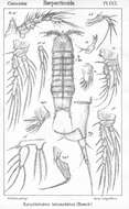 Image de Eurycletodes (Eurycletodes) laticauda (Boeck 1873)