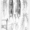 Image de Eurycletodes (Eurycletodes) serratus Sars G. O. 1920