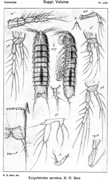 Image of Eurycletodes (Eurycletodes) serratus Sars G. O. 1920