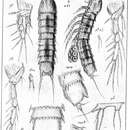 Image de Eurycletodes (Oligocletodes) aculeatus Sars G. O. 1920