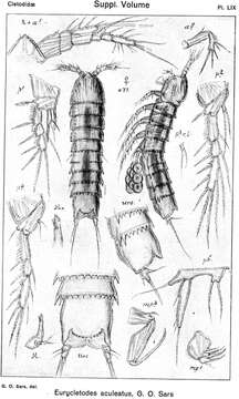 Image de Eurycletodes subgen. Oligocletodes Lang 1944