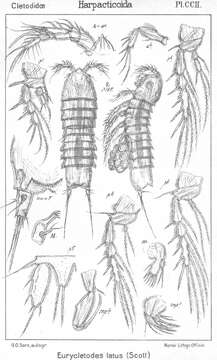 Image de Eurycletodes (Oligocletodes) latus (Scott T. 1892)