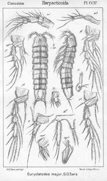 Image de Eurycletodes (Oligocletodes) major Sars G. O. 1909