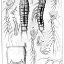 Image de Eurycletodes (Oligocletodes) minutus Sars G. O. 1920