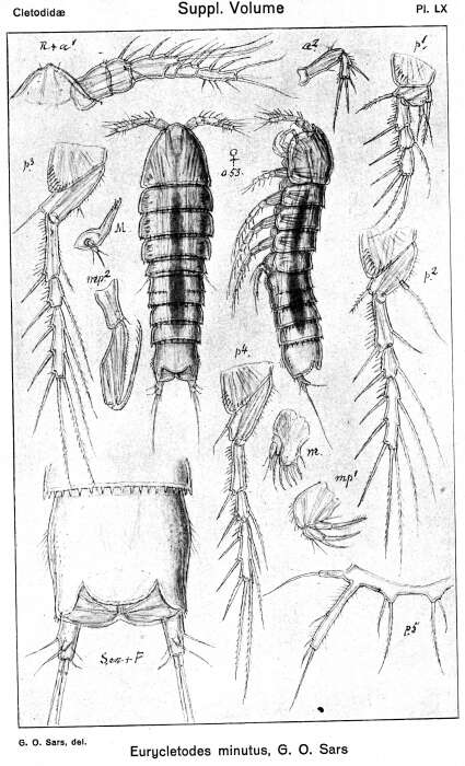 Image of Eurycletodes (Oligocletodes) minutus Sars G. O. 1920