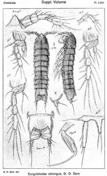 Image of Eurycletodes (Oligocletodes) oblongus Sars G. O. 1920