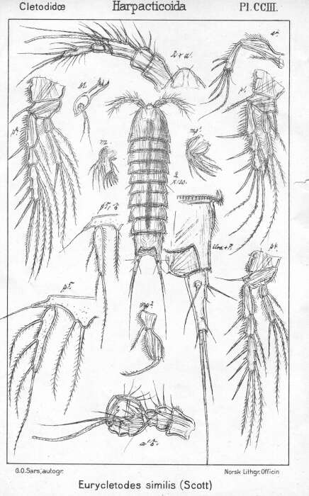 Image de Eurycletodes (Oligocletodes) similis (Scott T. 1895)