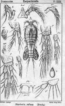 Image of Stenhelia (Delavalia) reflexa (Brady & Robertson 1876)