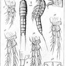 Image of Pseudameira mixta mixta Sars M. 1920