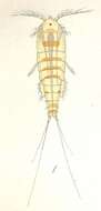 Image of Crustacea Brünnich 1772