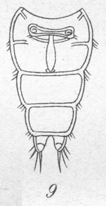 Image de Crustacea Brünnich 1772