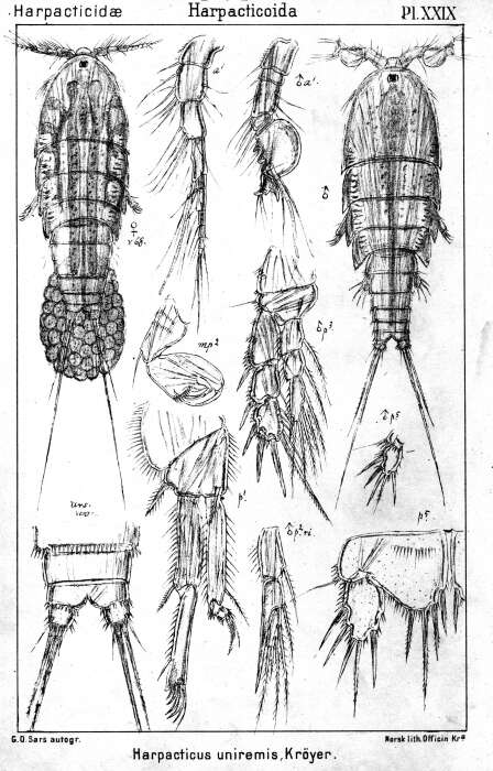 Image of Harpacticus uniremis uniremis Krøyer ex Gaimard (1842)