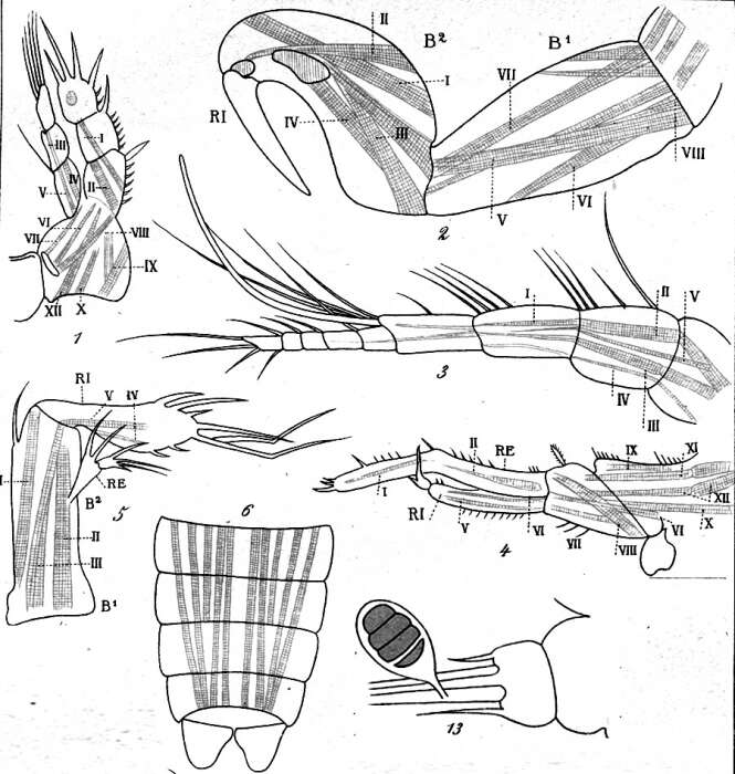 Image of Harpacticus uniremis uniremis Krøyer ex Gaimard (1842)