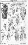 Image de <i>Zaus spinatus</i> Goodsir 1845