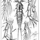 Image of Heterolaophonte stroemii stroemii (Baird 1837)