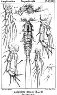 Image of Crocodyloidea