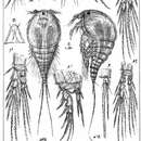 Image of Metis ignea ignea Philippi 1843