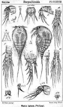 Image of Metis ignea ignea Philippi 1843