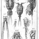 Image of Misophria pallida Boeck 1865