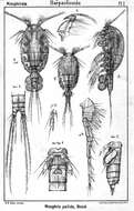 Image de Misophria pallida Boeck 1865