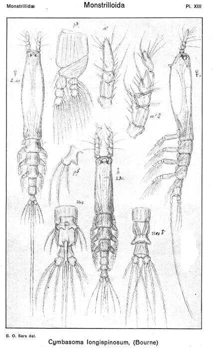 Image de Cymbasoma longispinosum (Bourne 1890)