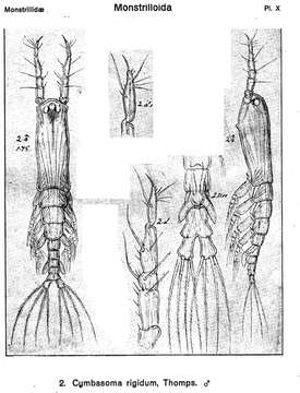 Image of Cymbasoma rigidum Thompson I. C. 1888