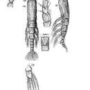 Image of Monstrilla longicornis Thompson I. C. 1890