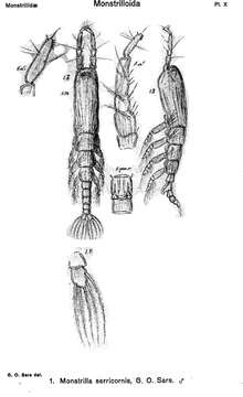 Plancia ëd Monstrilla longicornis Thompson I. C. 1890