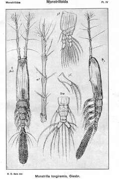 Image de Monstrilla longiremis Giesbrecht 1893